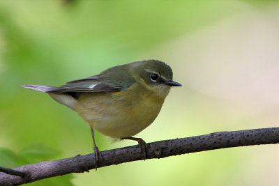 Paruline bleue