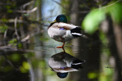 Canard colvert