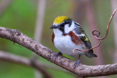 Paruline  flancs marrons