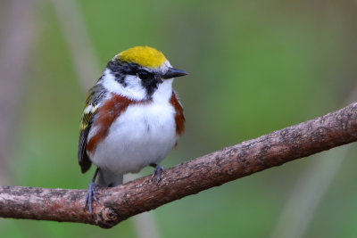 Paruline  flancs marrons