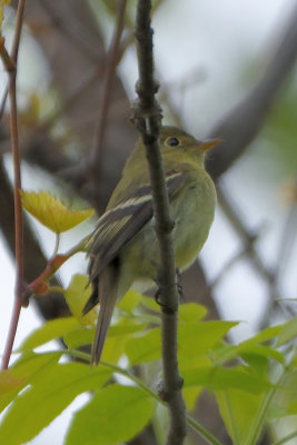 Moucherolle  ventre jaune