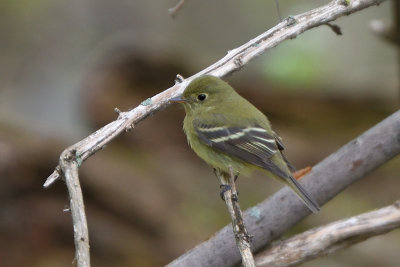 Moucherolle  ventre jaune