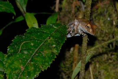 Grenouille Boophis madagascariensis