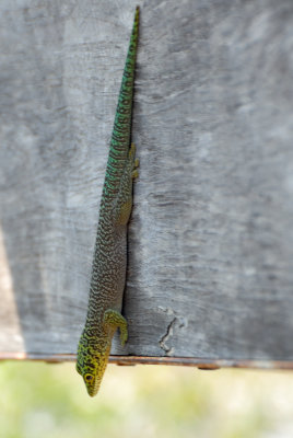 Gecko Diurne de Standing
