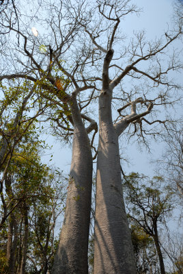 Baobab Adansonia za