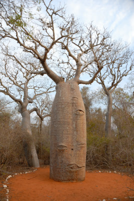 Baobab rouge