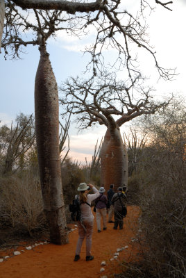Observateurs d'oiseaux au lever du solei sur les Baobabs rouges