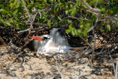 Phaton  brin rouge - Red-tailed Tropicbird