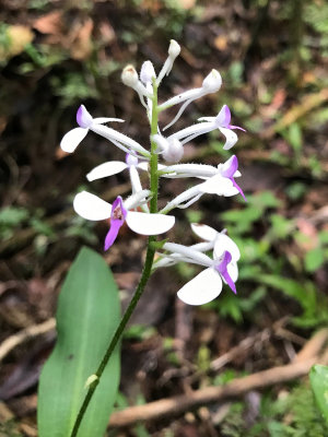 Orchide: Cynorkis nutans