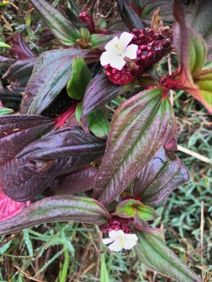 Fleur' Tristemma mauritianum