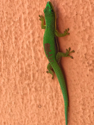 Gecko diurne  bandes