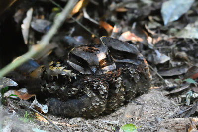 Engoulevent  nuque rousse - Collared Nightjar