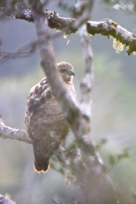 Baza malgache - Madagascar Cuckoo-Hawk