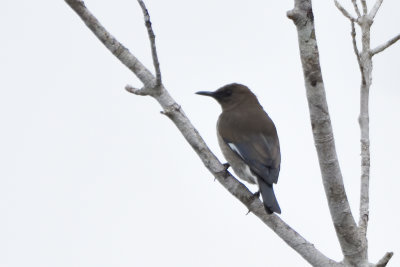 tourneau malgache - Madagascar Starling
