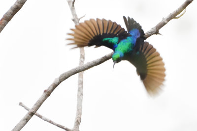 Souimanga angaladian - Madagascar Sunbird