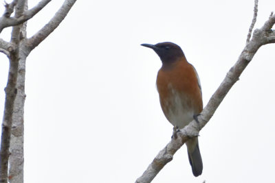 tourneau malgache - Madagascar Starling