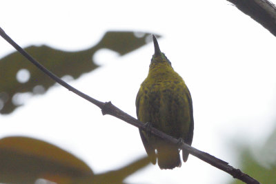 Philpitte souimanga - Common Sunbird-Asity