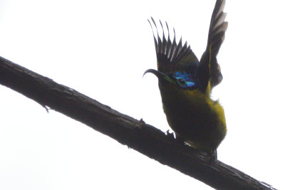 Philpitte souimanga - Common Sunbird-Asity