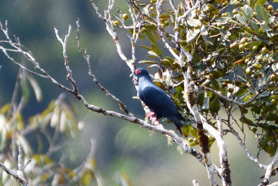 Founingo bleu - Madagascar Blue-Pigeon