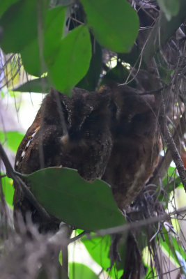 Petit-duc malgache - Malagasy Scops-Owl