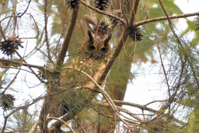 Hibou malgache - Madagascar Owl