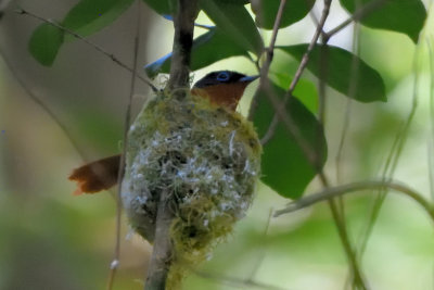 Tchitrec malgache - Madagascar Paradise-Flycatcher