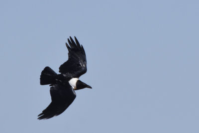 Corbeau pie - Pied Crow