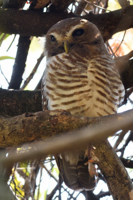 Chevche  sourcils blancs - White-browed Owl