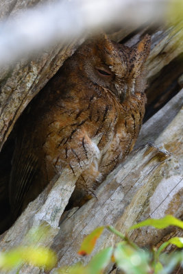 Petit-duc torotoroka - Torotoroka Scops-Owl