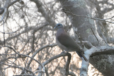 Pigeon de Madacascar - Madagascar Turtle-Dove