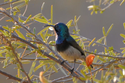 Souimanga malgache - Souimanga Sunbird