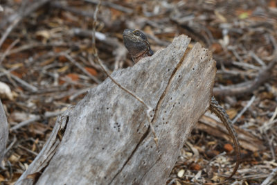 Lézard Oplurus cyclurus