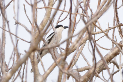 Vanga corcheur - Hook-billed Vanga