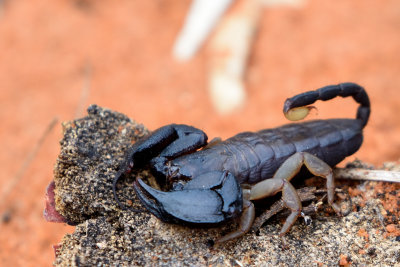 Un scorpion : Opisthacanthus madagascariensis