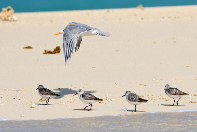 Sterne voyageuse et Bcasseau sanderling - Lesser crested Tern and Sanderling