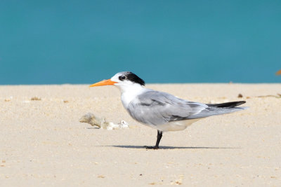 Sterne voyageuse - Lesser crested Tern