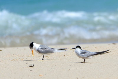 Sterne voyageuse et Sterne pierregarin - Lesser crested Tern and Common Tern
