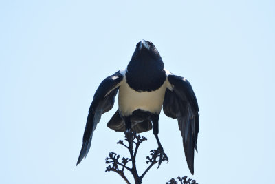 Corbeau pie - Pied Crow