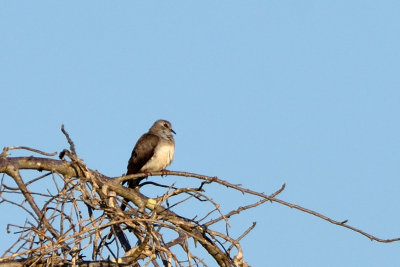 Tourtelette masque - Namaqua Dove