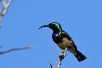 Souimanga malgache - Souimanga Sunbird