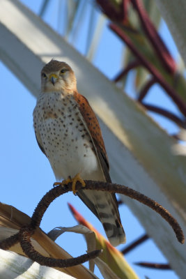 Crcerelle malgache - Madagascar Kestrel