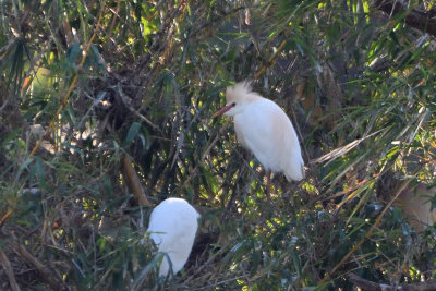 Hron garde-boeuf - Cattle Egret