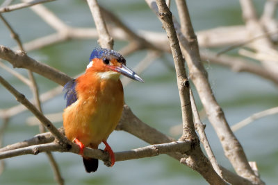 Martin-pcheur malgache - Madagascar Pygmy-Kingfischer