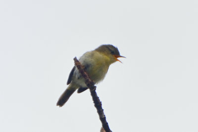 Sylvicole cryptique - Cryptic Warbler