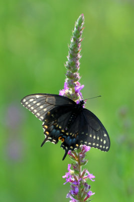 Papillon du cleri