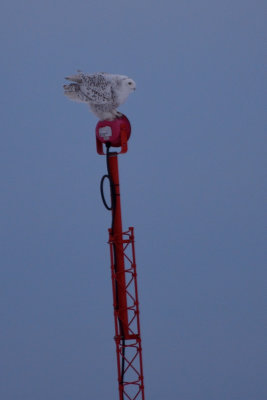 Harfang des neiges