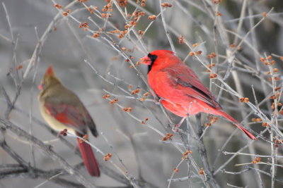 Cardinal rouge