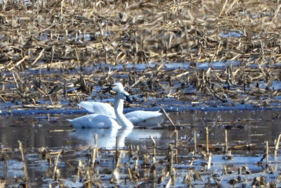 Cygne siffleur