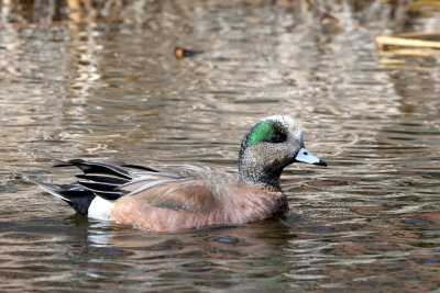 Canard d'Amrique