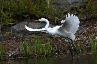 Grande Aigrette